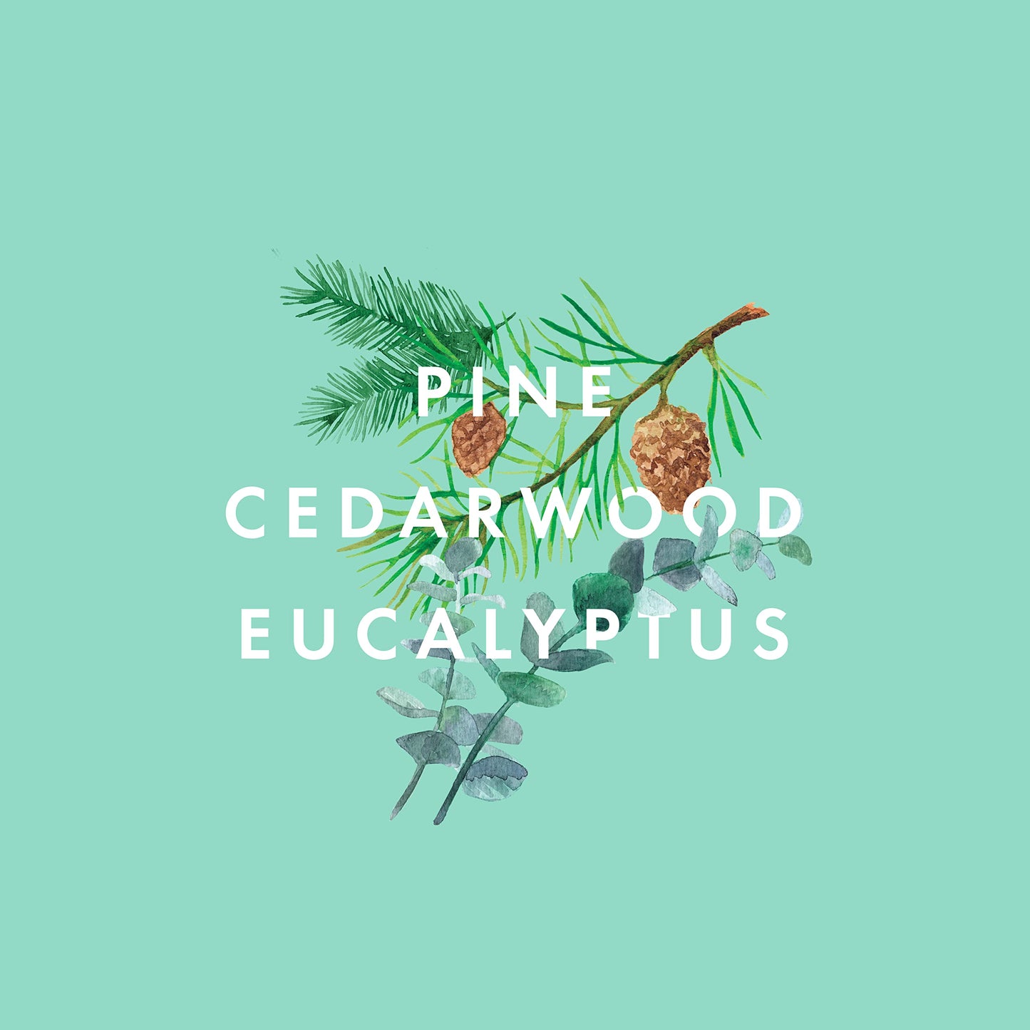 NEOM - Focus The Mind Essential Oil Blend, 10ml | Pine, Cedarwood & Eucalyptus | Scent to Boost Your Energy Range